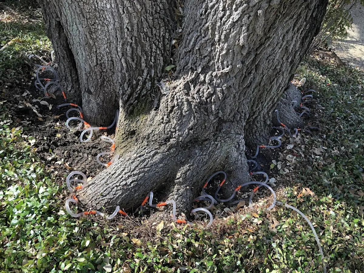 Detailed Tree Cabling and Bracing job site in Twin Lake