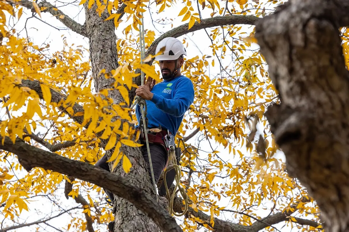 Skilled Storm Damage Cleanup crew working in Twin Lake